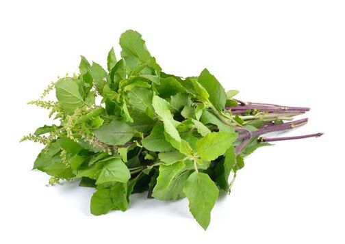 Basil leaves in spray zxcvbnmgt