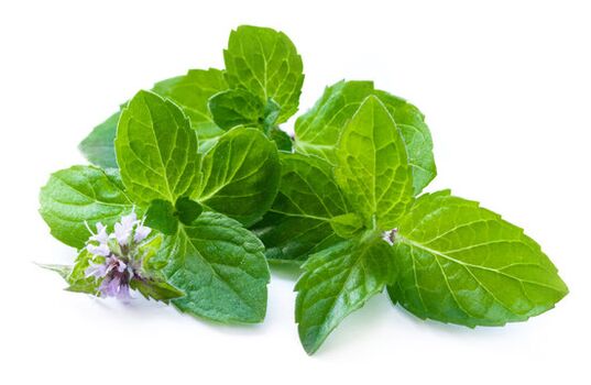 Mint leaves in spray zxcvbnmqwt